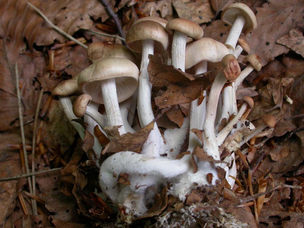 Di che si tratta? (cfr. Gymnopus confluens)