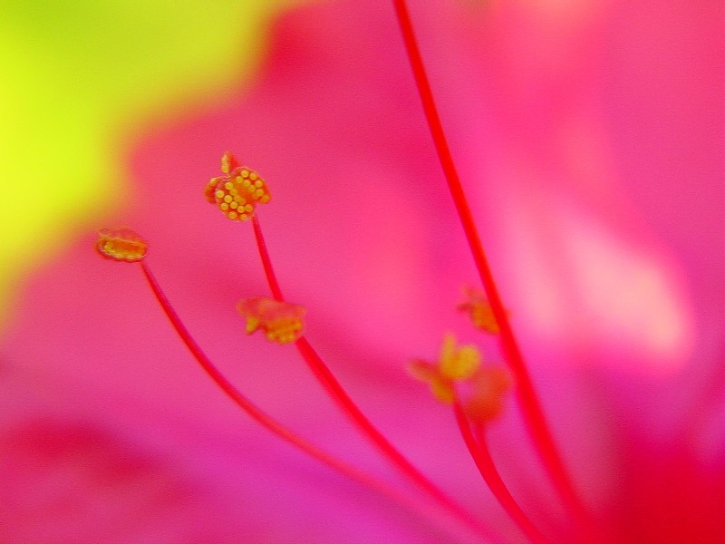 foto macro
