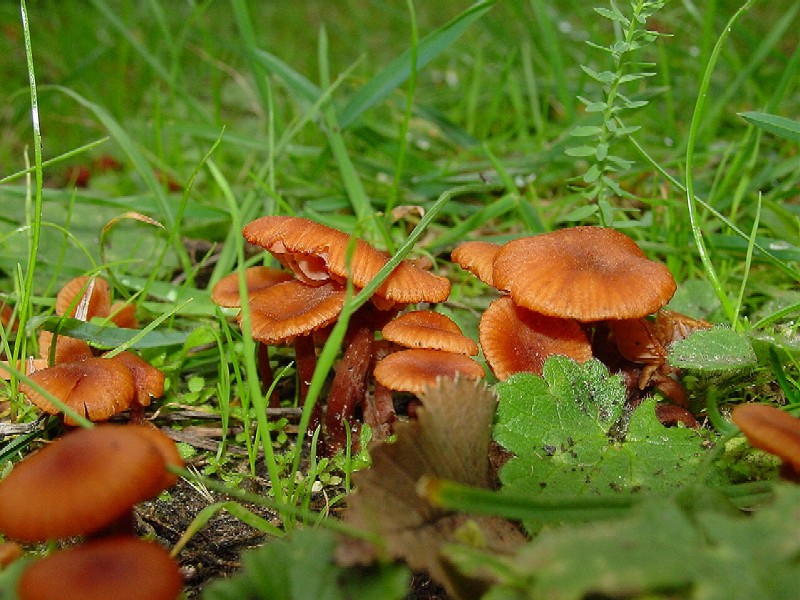 Laccaria senza nome