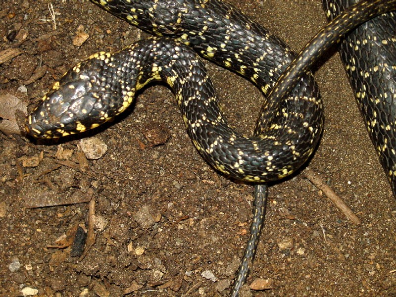 Biacco Hierophis viridiflavus