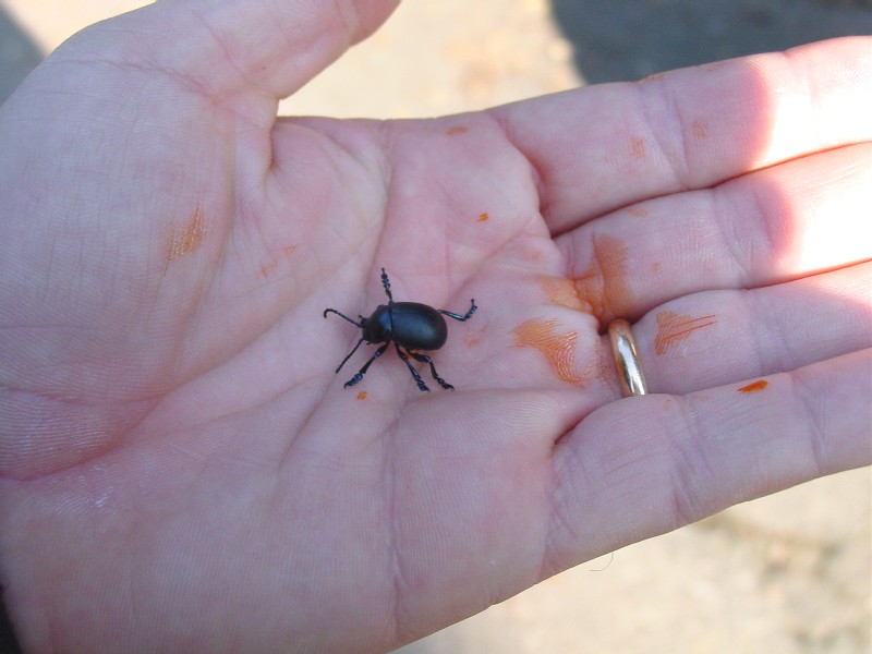 Timarcha tenebricosa, no T. nicaeensis