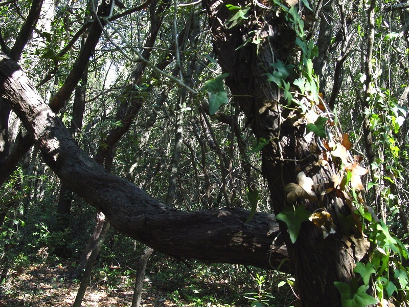 Arbutus unedo  / Corbezzolo