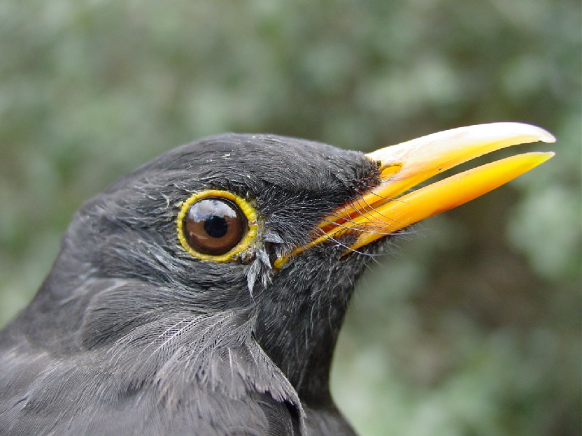 Merlo (Turdus merula)
