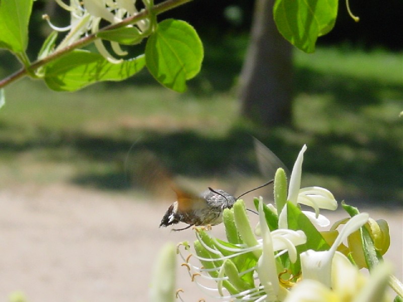 Macroglossum stellatarum