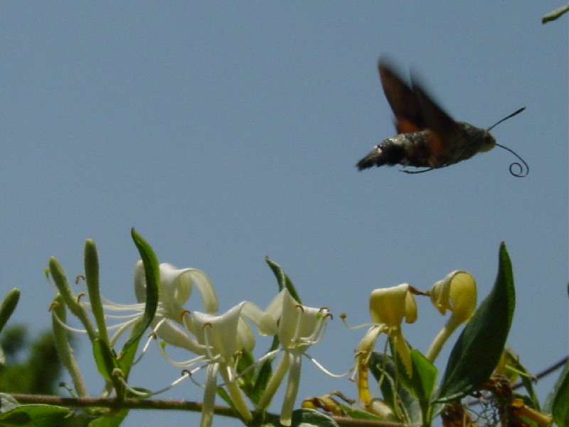 Macroglossum stellatarum