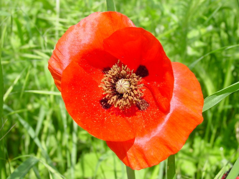 Papaver rhoeas/Papavero comune