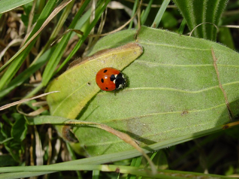 Coccinella septempunctata