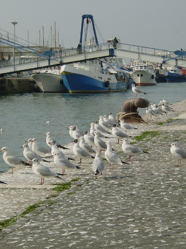 Fiumicino