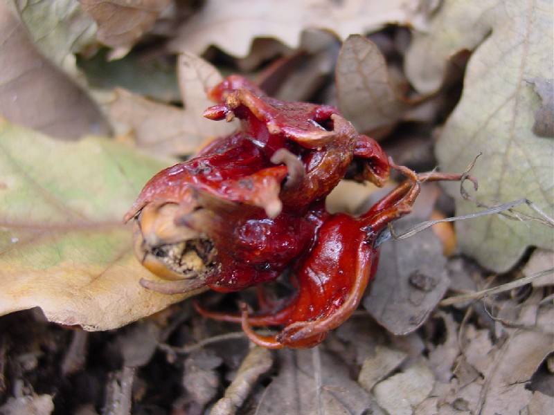 Galla: Andricus dentimitratus