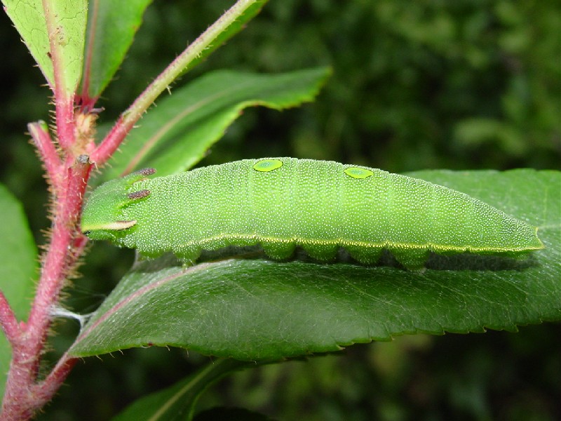 Charaxes jasius, farfalla senza paura ma non senza macchia!