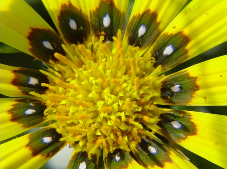 foto macro