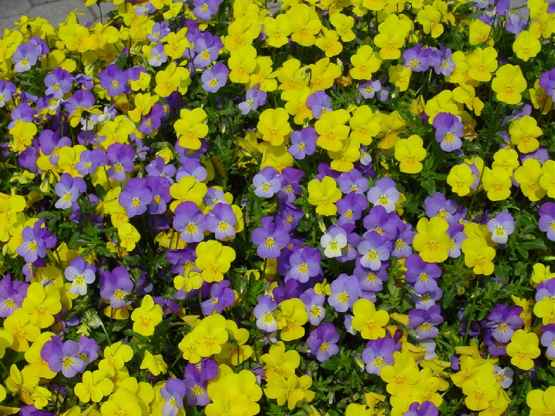 Per rifarsi gli occhi