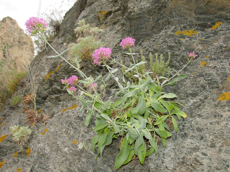 Centranthus ruber / Valeriana rossa