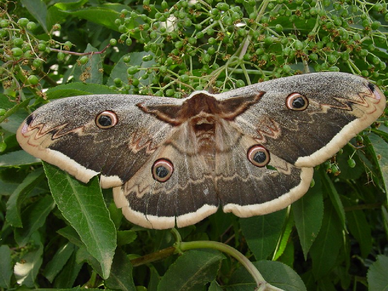 Saturnia pyri