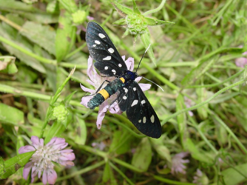 Bruco di Amata fegea