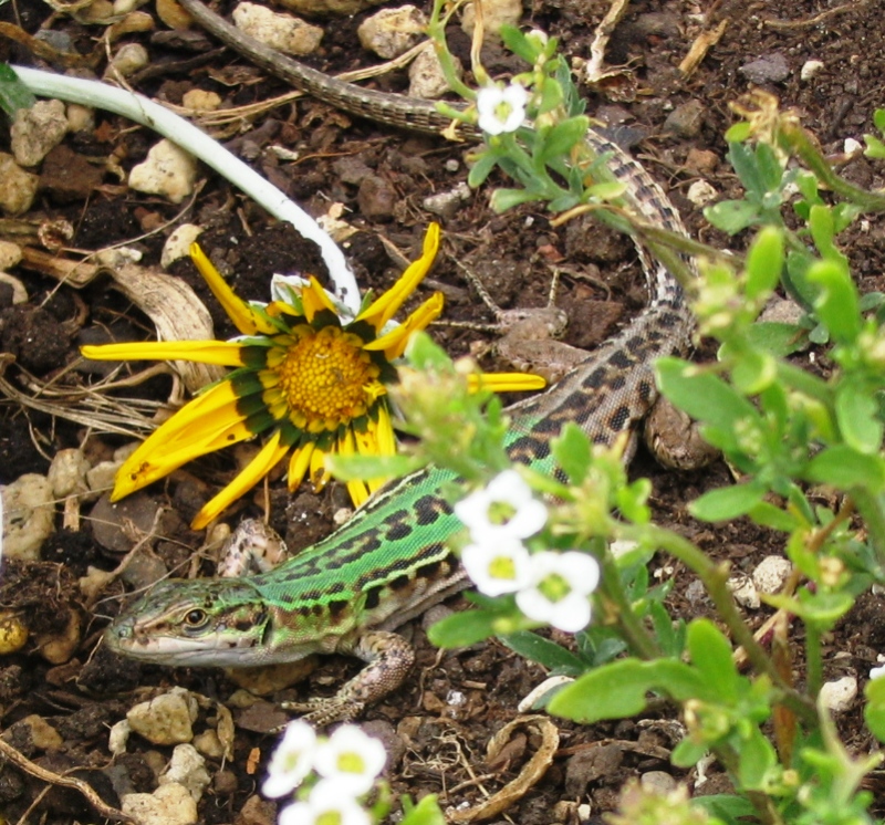Podarcis muralis