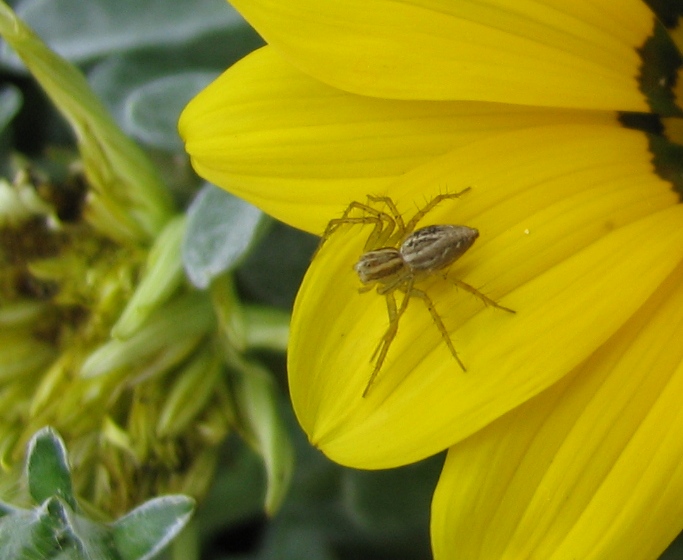 Oxyopes sp.