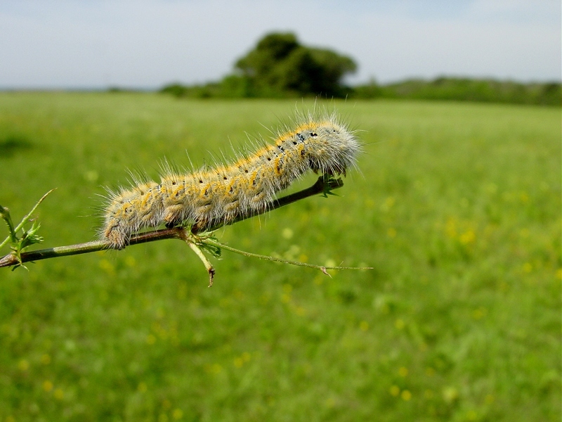 bruchi di Lasiocampa trifolii e Acronicta rumicis