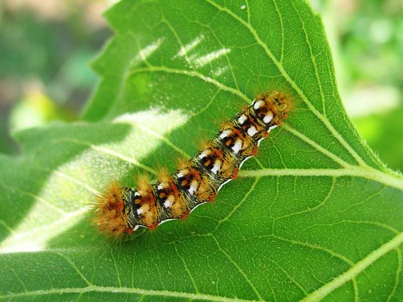 bruchi di Lasiocampa trifolii e Acronicta rumicis