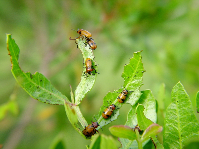 Macrolenes dentipes