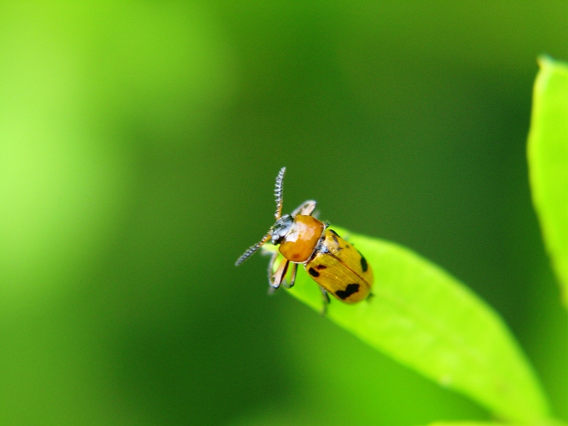 Macrolenes dentipes