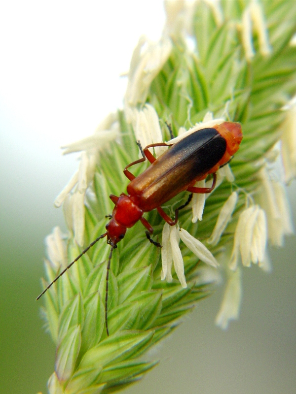 Rhagonycha fulva e Elateridae