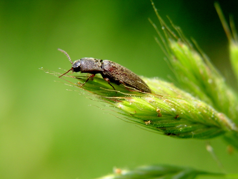 Rhagonycha fulva e Elateridae