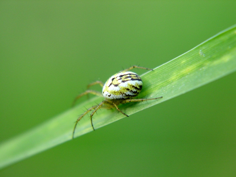 Mangora acalypha,Runcinia grammica,Frontinellina frutetorum