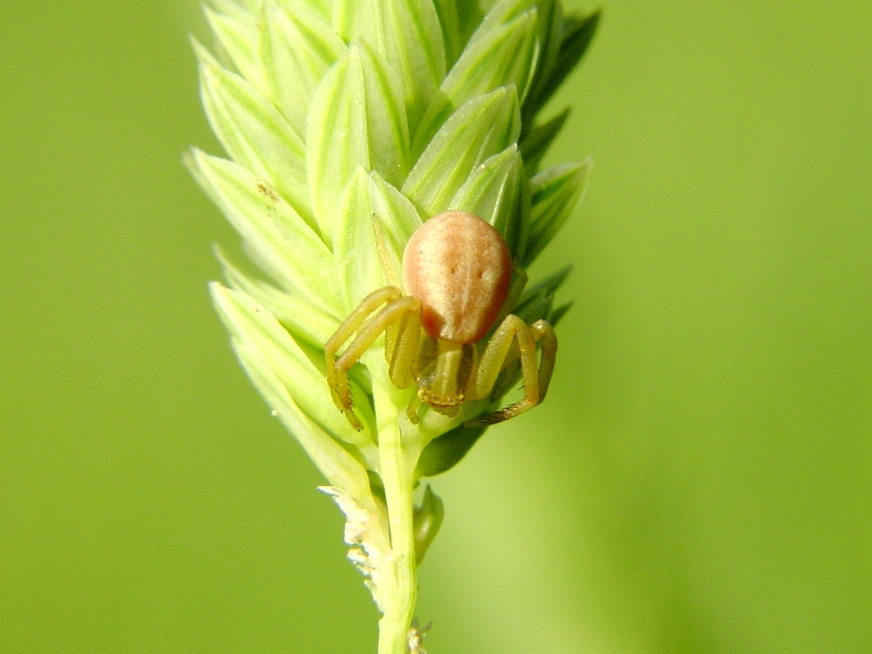 Mangora acalypha,Runcinia grammica,Frontinellina frutetorum