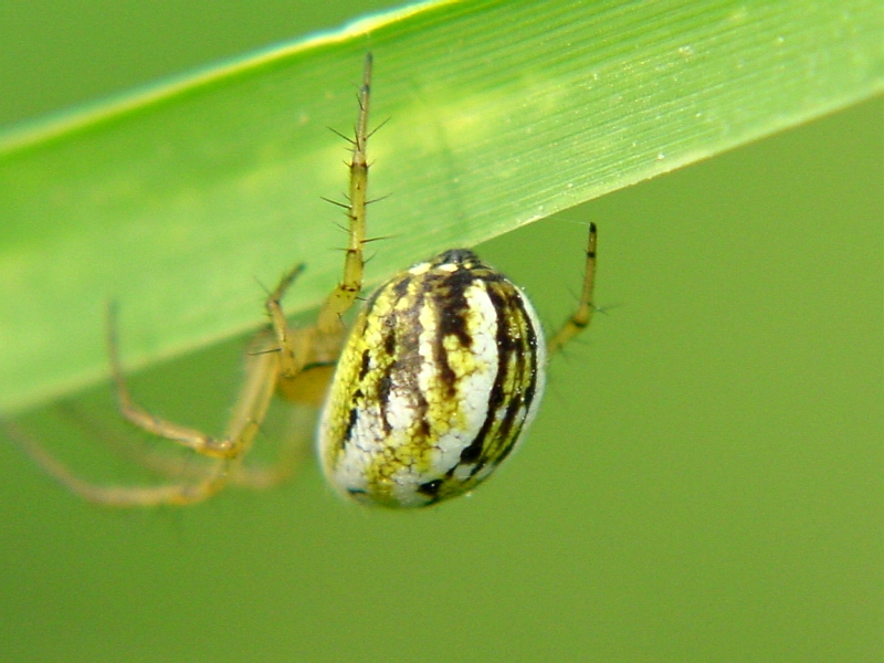 Mangora acalypha,Runcinia grammica,Frontinellina frutetorum