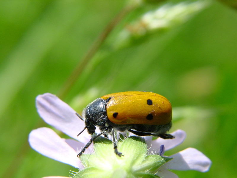 Lachnaia italica