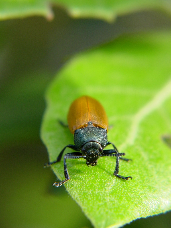 Labidostomis taxicornis