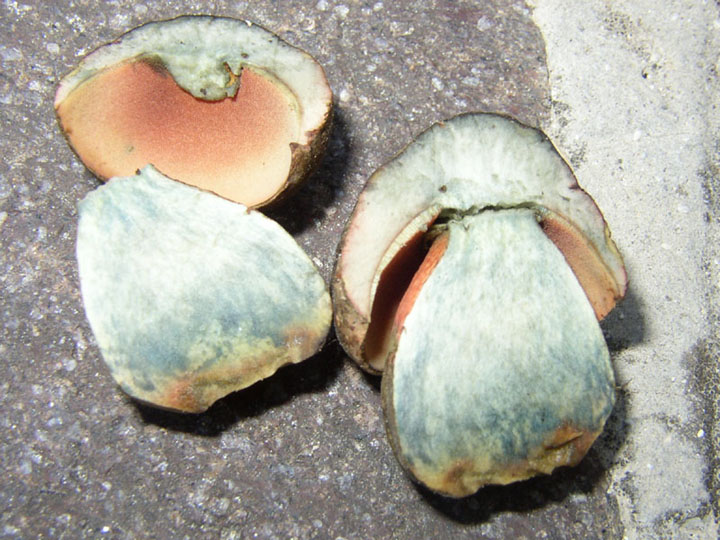 Erythropus o Luridus?