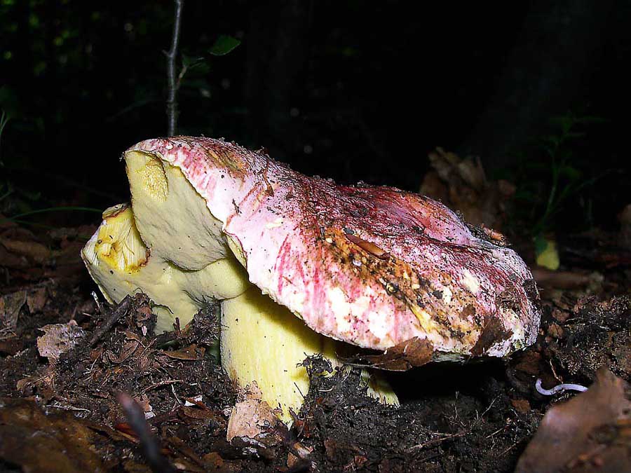 Boletus regius