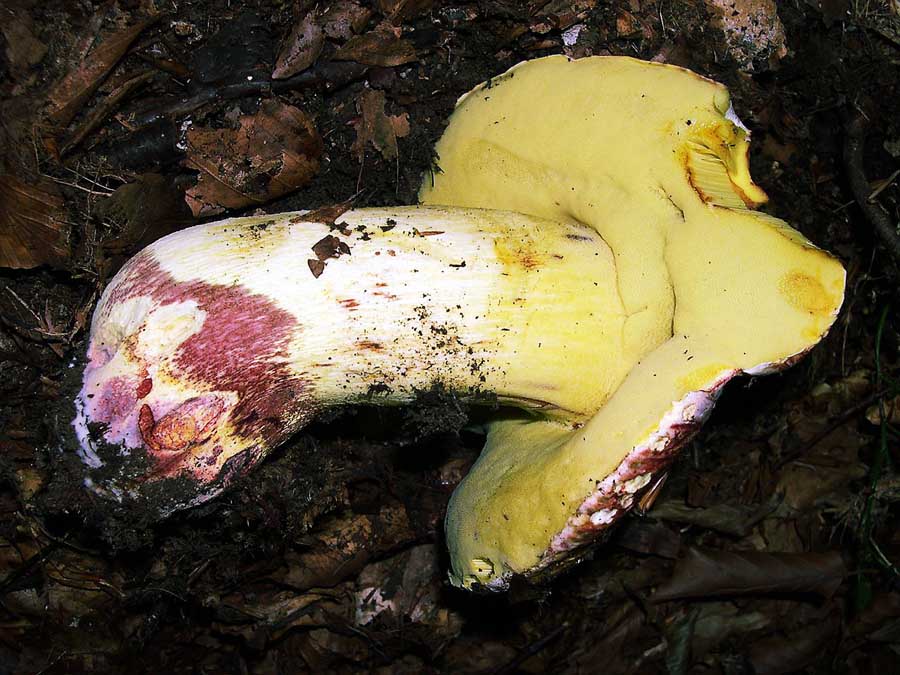 Boletus regius