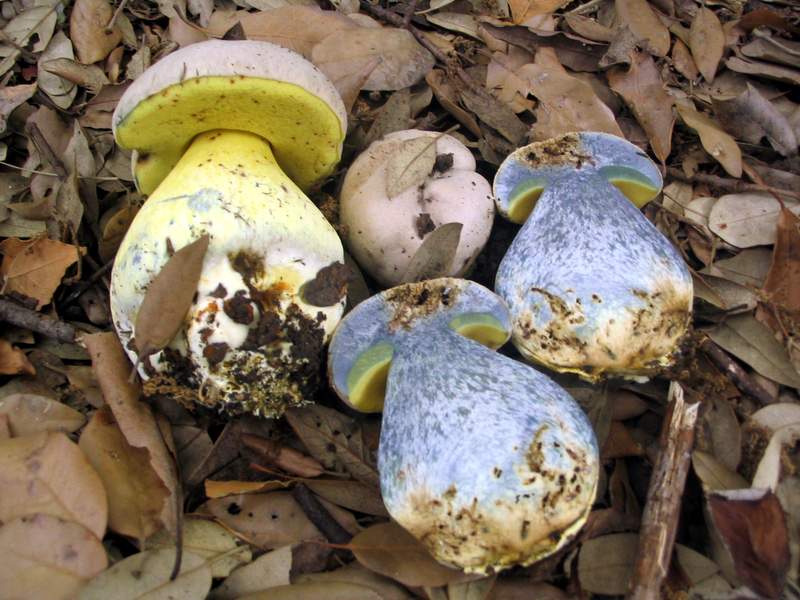 Boletus radicans