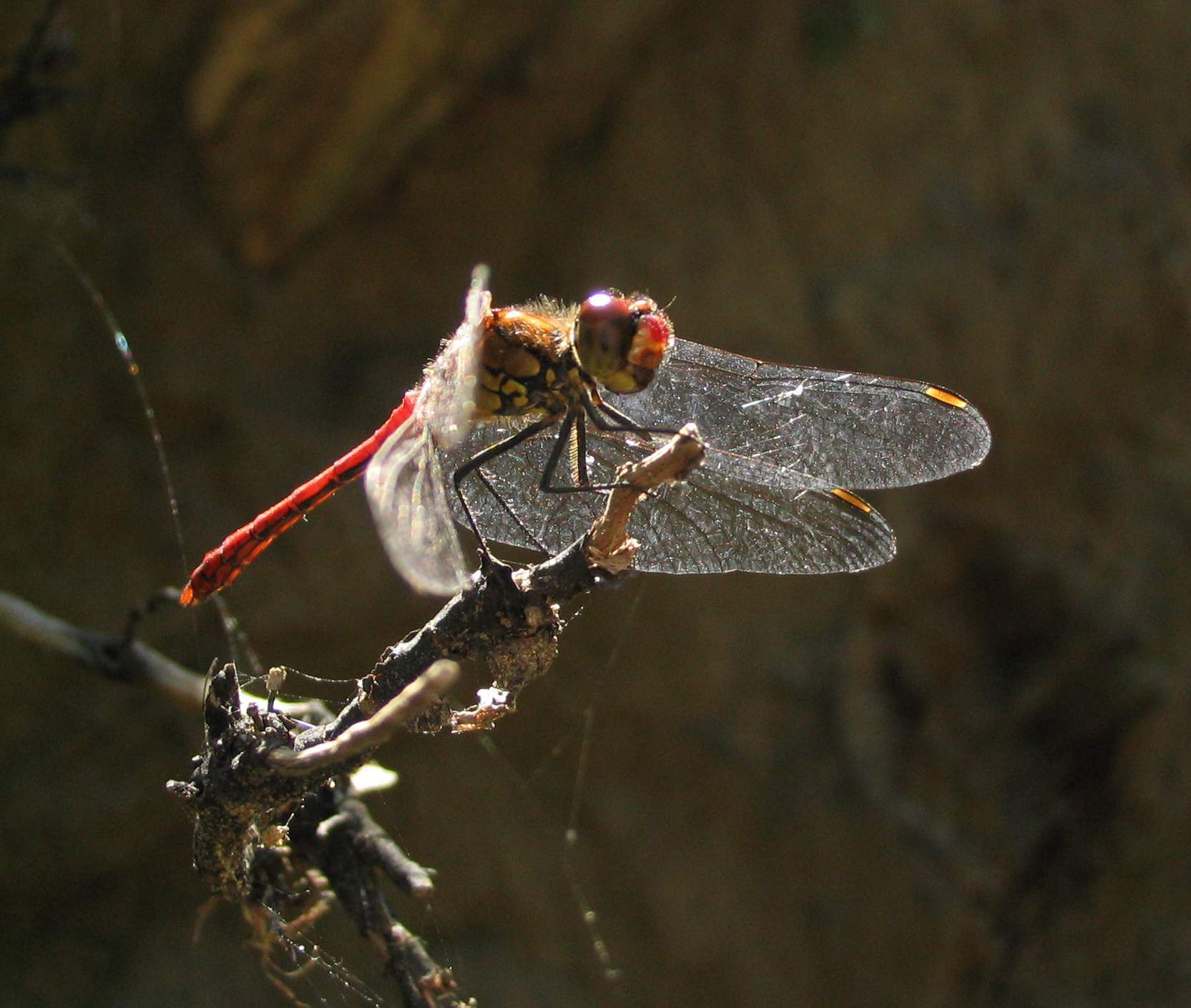 libellula : Sympetrum sanguineum