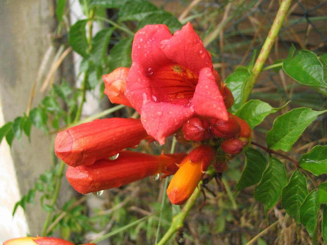 Bignonia