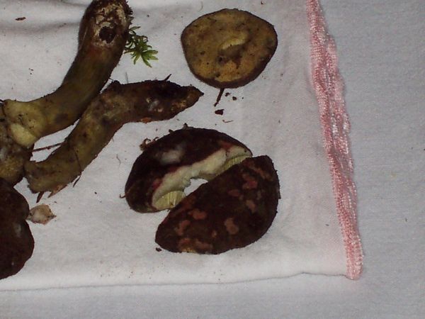 Boletus?