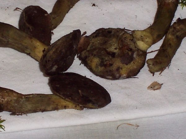 Boletus?