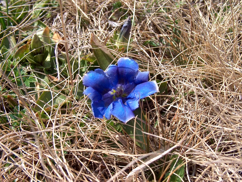 Fiori vari - coltivati e non