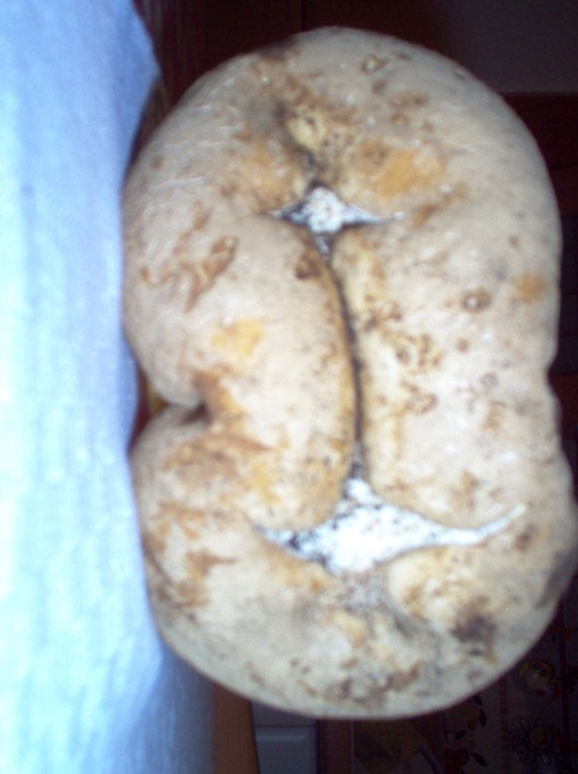 Funghi un p�  os�.