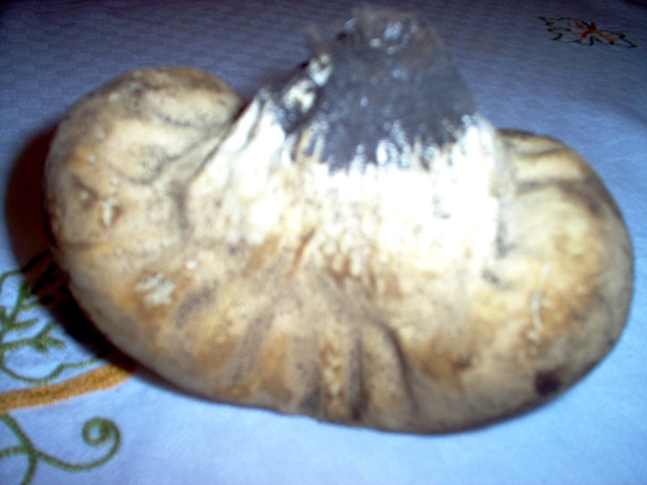 Funghi un p�  os�.