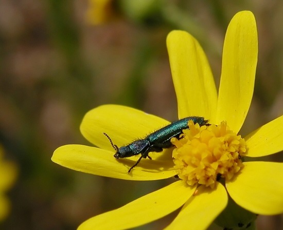 Due coleotteri: Psilothrix viridicoerulea e Lixus anguinus