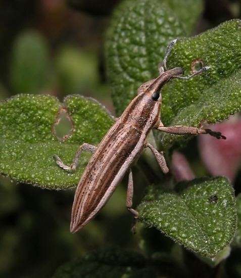 Due coleotteri: Psilothrix viridicoerulea e Lixus anguinus