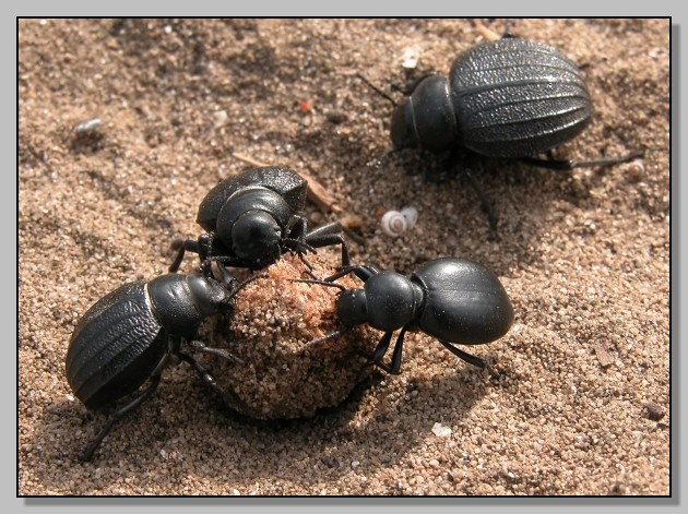 Tenebrionidae: Pimelia bipunctata,  Tentyria grossa e (Melolonthidae) Paratriodonta romana