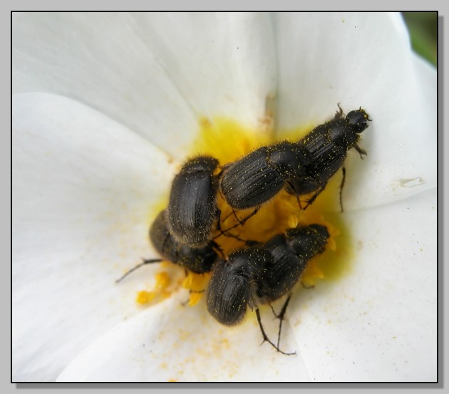 Tenebrionidae: Pimelia bipunctata,  Tentyria grossa e (Melolonthidae) Paratriodonta romana