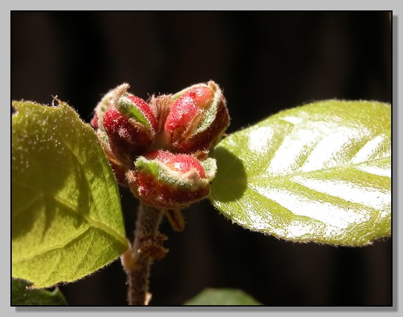 Galla: Plagiotrochus quercusilicis?