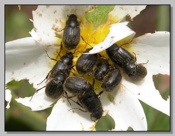 Closterotomus,  Agapanthia cardui, Syntomis phegea..