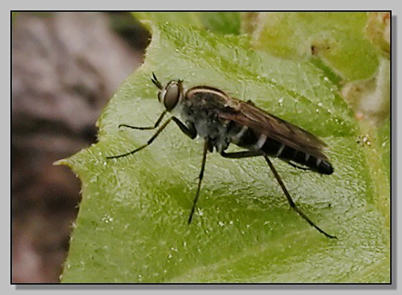 Closterotomus,  Agapanthia cardui, Syntomis phegea..